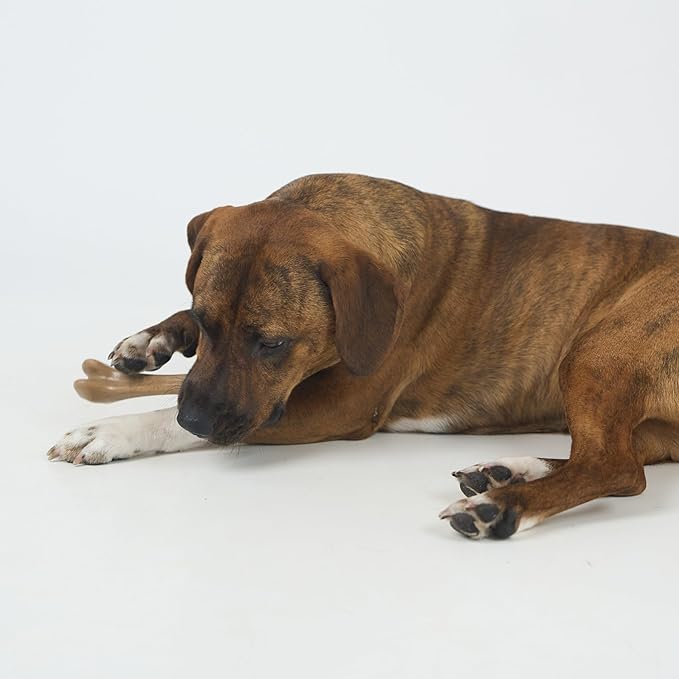 SPOT Bam-Bones Bone - Made with Strong Bamboo Fiber, Durable Long Lasting Dog Chew for Light to Moderate Chewers, Great Toy for Adult Dogs & Teething Puppies under 40lbs, 7.25in, Chicken Flavor
