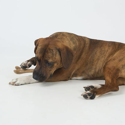 SPOT Bam-Bones Bone - Made with Strong Bamboo Fiber, Durable Long Lasting Dog Chew for Light to Moderate Chewers, Great Toy for Adult Dogs & Teething Puppies under 40lbs, 7.25in, Chicken Flavor