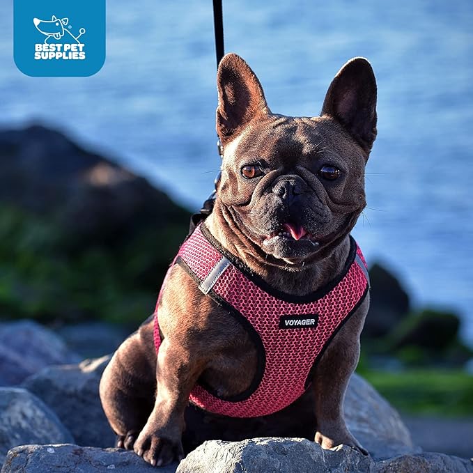 Best Pet Supplies - All Weather Mesh/Plush, Reflective, No Pull Harness for Small, Medium Dogs, Cats - Secure with Hook & Loop Fastener, Buckle, Double D-Rings - Purple/Black Trim, XS