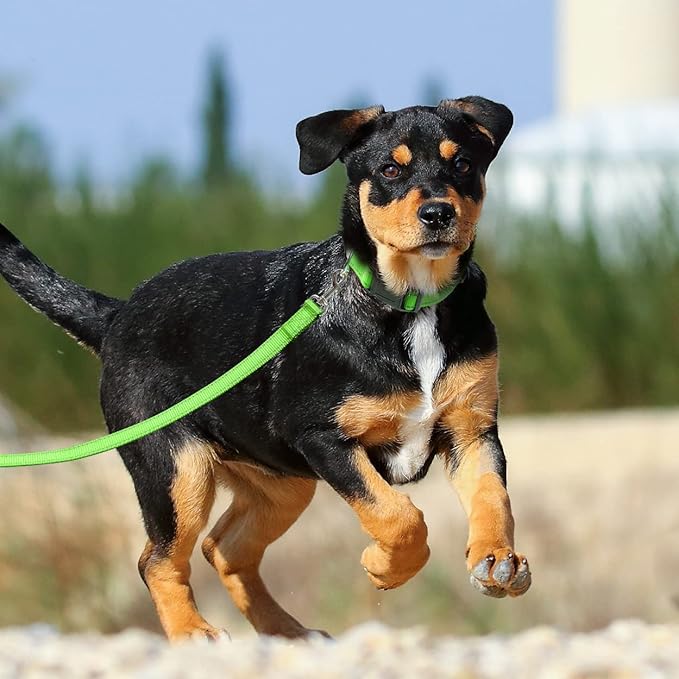 FunTags 6FT Reflective Dog Leash with Soft Padded Handle for Training,Walking Lead for Large & Medium Dog,1 Inch Wide,Green