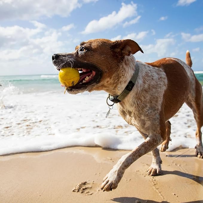 Waboba Fetch Water Ball for Dogs (New Version), Yellow