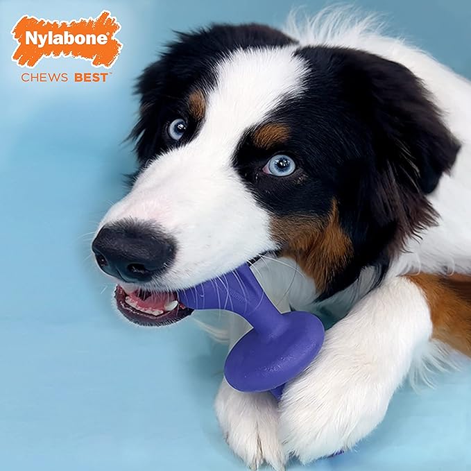 Nylabone Engaging Power Chase 'N Chew Toy for Dogs, Rolling & Spinning Interactive Dog Toys for Aggressive Chewers, Purple, Bacon Flavor, Large - Up to 50 lbs, 1 Count