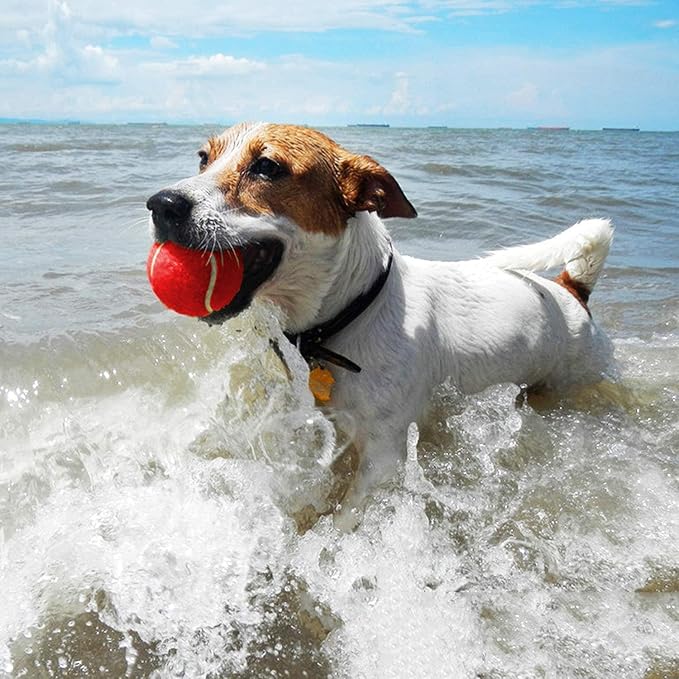 AMA SPORT Tennis Balls for Dogs 12 Pack 2.5" Red Dog Tennis Balls for Puppy Small Medium Dog Toys, Designed for Dogs Floating, Water-Hunting, Fetch, Fun Playing, Daily Exercise, Mid-air Catching