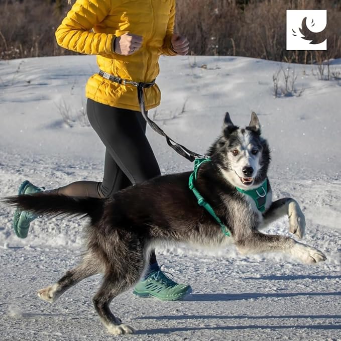 RC Pets Bungee Active Dog Leash, Hands-Free 4-in-1 Dog Leash, Arctic Blue/Teal
