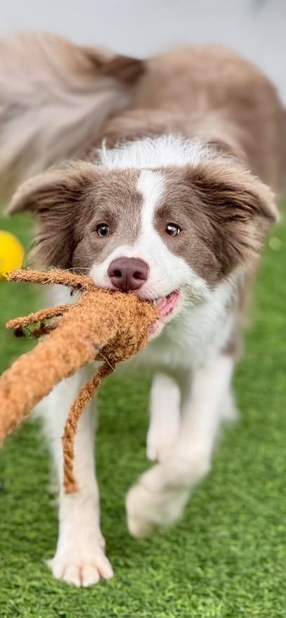 Freya & Dax LLC Natural Coconut Husk Rope Dog Toy – Eco-Friendly Chew & Tug Toy for All Breeds – Plastic-Free, Compostable, Gently Textured for Interactive Play.