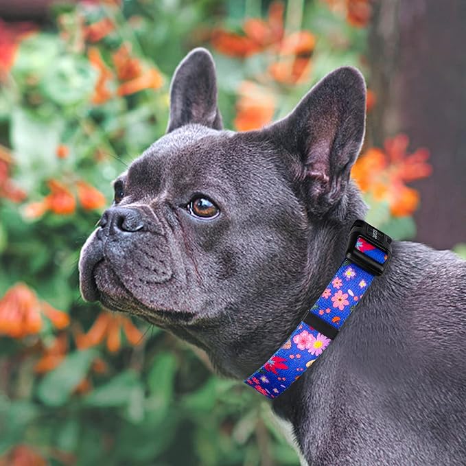 QQPETS Adjustable Soft Dog Collar: Print Flower Pink Multicolor Cute Patterns for XS Small Medium Large Pet Girl Boy Puppy Walking Running Training (S, Cornflower Blue)