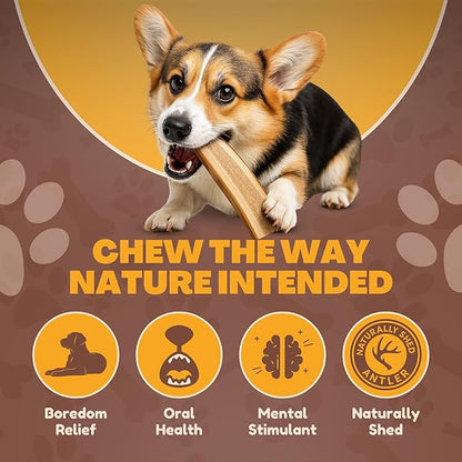WhiteTail Naturals Premium Split Elk & Red Deer Antlers for Dogs (6 Pack) Naturally Shed Elk Antler Chews with Exposed Marrow – Safe & Mess-Free for Medium to Large Breeds