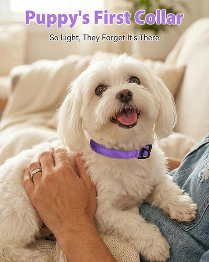 Joytale Small Dog Collar, Durable Double-Sided Reflective Nylon Collar for Night Safety, Adjustable Quick-Release for Active Breeds, Purple, S (3/4" Width)