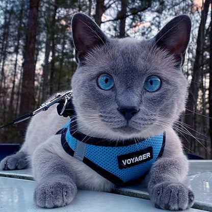 Best Pet Supplies - All Weather Mesh / Plush, Reflective, No Pull Harness for Small, Medium Dogs, Cats - Secure with Hook & Loop Fastener, Buckle, Double D-Rings - Baby Blue/Black Trim, XL