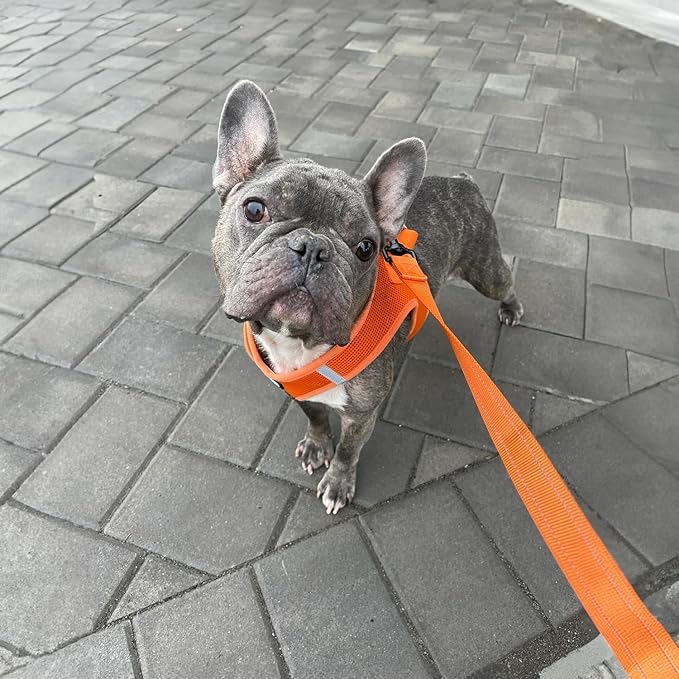 Best Pet Supplies Voyager Reflective Dog Leash or Collar with Neoprene Handle, for Small, Medium, and Large Breed Puppies, Cute and Heavy Duty for Walking, Running and Training - Orange (Leash), S