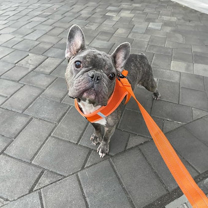 Best Pet Supplies Voyager Reflective Dog Leash or Collar with Neoprene Handle, for Small, Medium, and Large Breed Puppies, Cute and Heavy Duty for Walking, Running and Training - Orange (Leash), S