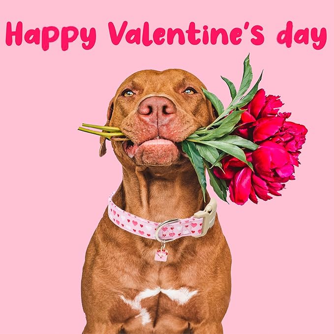 Faygarsle Valentine's Day Dog Collar, Pink with Red and White Hearts Pattern, Adjustable with Quick-Release Buckle and Heart Charm M