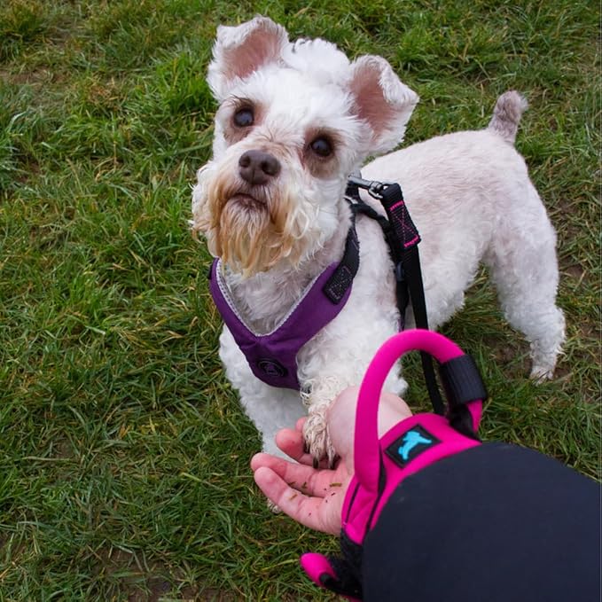 Gooby Neoprene Wrist Band Sport Leash - Lime, 6 FT - Comfortable Hands Free Leash with Elastic Band for Small, Medium and Large Dogs