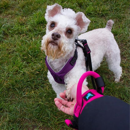 Gooby Neoprene Wrist Band Sport Leash - Red, 6 FT - Comfortable Hands Free Leash with Elastic Band for Small, Medium and Large Dogs