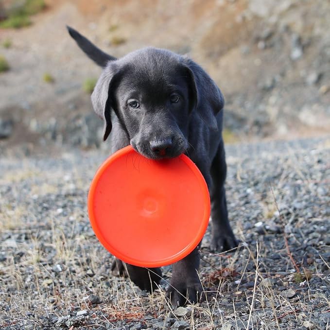 Ruff Dawg K9 FlyerJR – Durable, Flexible Flying Disc Dog Toy for Fetch – Safe for Teeth & Gums – High-Visibility Neon Colors – Ideal for Outdoor Play & Exercise