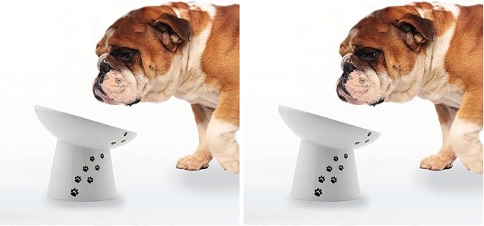 Necoichi Raised Dog Food Bowl, Elevated, for Dogs and Cats, Pets Feeding Feeder Non-Slip for Small Dogs Dishwasher and Microwave Safe, No.1 Seller in Japan! (Dog, Extra Wide Tilted) (Pack of 2)