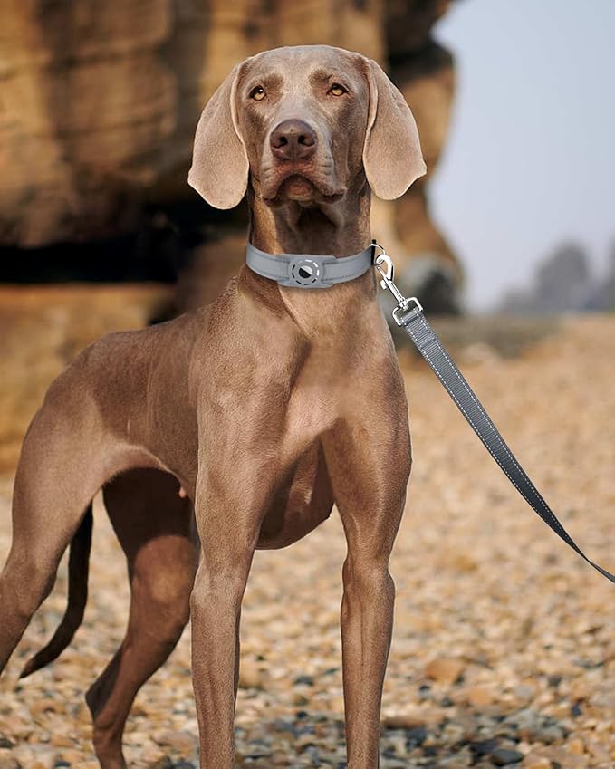 Reflective Dog Leash 4ft Soft Padded Handle Nylon Lead for Small & Medium Dogs, Durable Walking Training Leash for Night Safety (Gray,3/4Inch Wide)