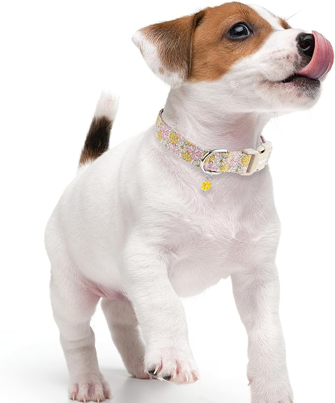 Faygarsle Floral Girl Dog Collar, Cotton Fabric with Daisies Pattern, Pink and Yellow Summer Spring Design for Small Medium Large Dogs S