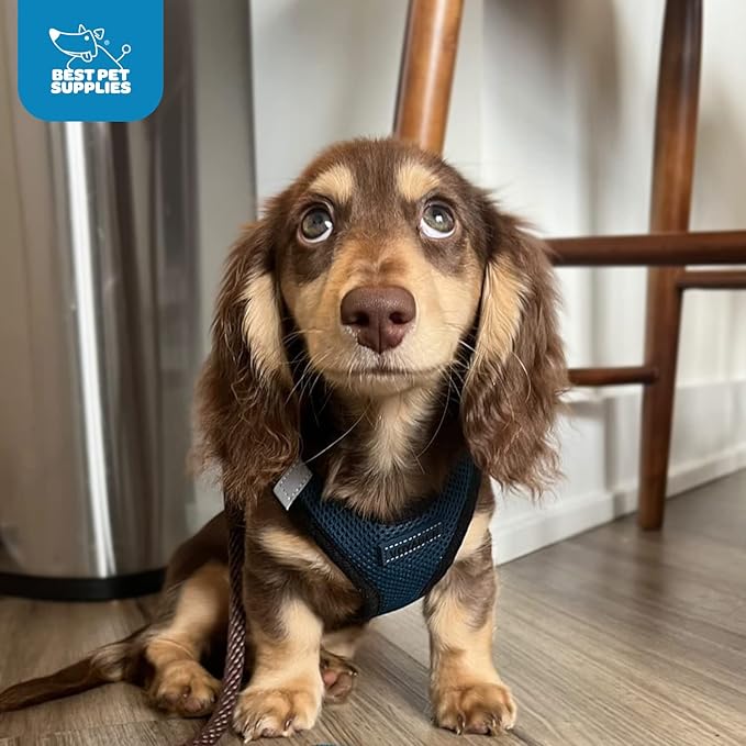 Best Pet Supplies - All Weather Mesh / Plush, Reflective, No Pull Harness for Small, Medium Dogs, Cats - Secure with Hook & Loop Fastener, Buckle, Double D-Rings - Blue/Black Trim, S