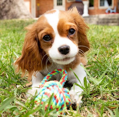 Woof & Whiskers Ball Rope Knot Loop Dog Puppy Pet Chew Toy for Pulling Fetching Tossing Playtime Small Medium Large Dogs
