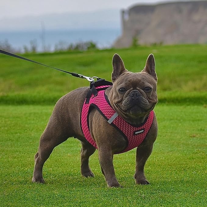 Best Pet Supplies - All Weather Mesh/Plush, Reflective, No Pull Harness for Small, Medium Dogs, Cats - Secure with Hook & Loop Fastener, Buckle, Double D-Rings - Fuchsia (2-Tone), XL
