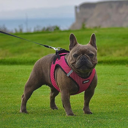 Best Pet Supplies - All Weather Mesh/Plush, Reflective, No Pull Harness for Small, Medium Dogs, Cats - Secure with Hook & Loop Fastener, Buckle, Double D-Rings - Fuchsia (2-Tone), XL