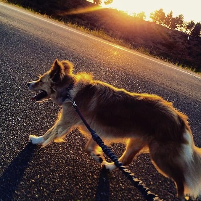 Mountain Made Pets Hands Free or Hands On Retractable Dog Leash
