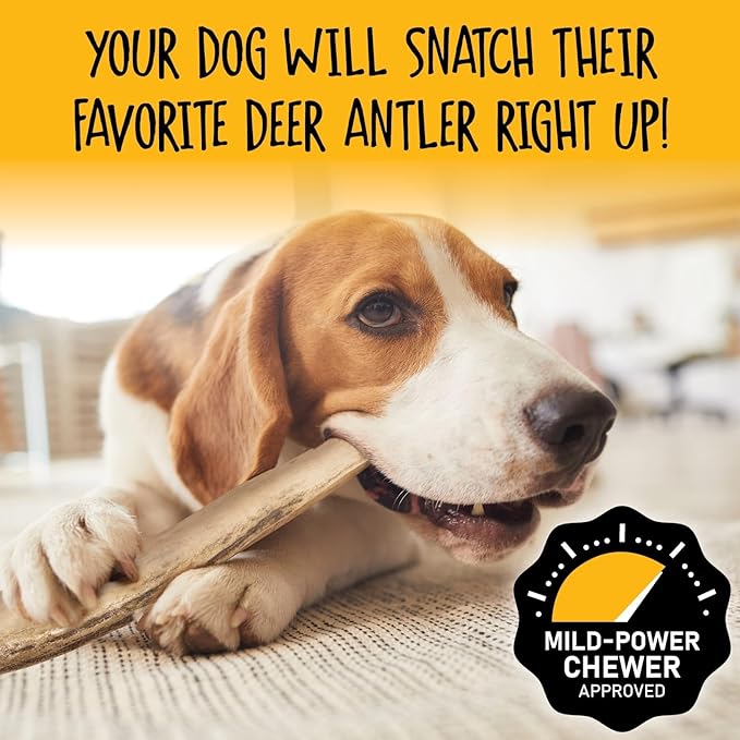 Snatchers Split Elk Antlers for Dogs – Long Lasting Dog Chews and Dog Toys for Aggressive Chewers, Naturally Shed Deer Antlers for Dogs Processed in The USA, No Additives (Extra Large, 8-9", 1 Count)
