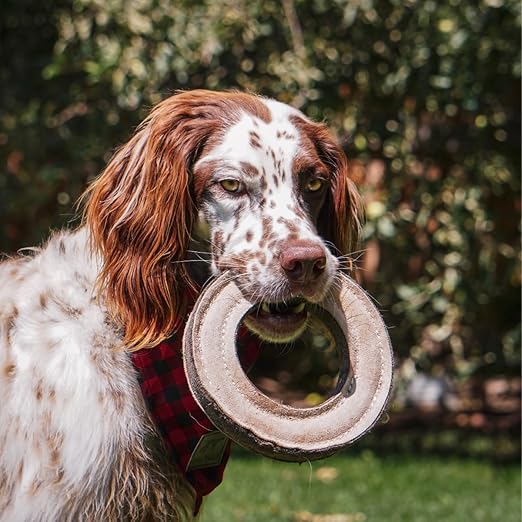 Tall Tails Ring Natural Leather Fetch Toy for Dogs
