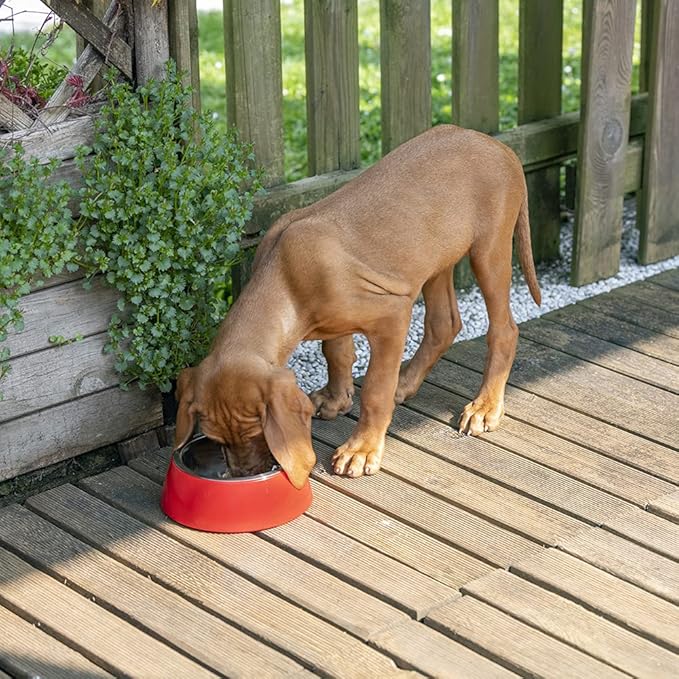 Ferplast Jolie Dog Bowl Cat Bowl - Stainless Steel Water & Food Dog Bowls with Plastic Holder, Non-Slip, Medium (0.9 L), Red