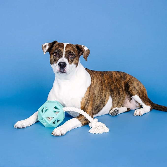 Fringe Studio Pull My Way Turquoise Rubber Dog Toy, Pet Shop Collection (518030)