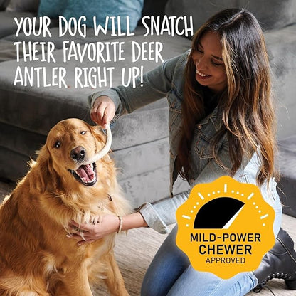 Snatchers Elk Antlers for Dogs – Long Lasting Dog Chews and Dog Toys for Aggressive Chewers, Naturally Shed Deer Antlers for Dogs Processed in The USA, No Additives (Medium, 5-7", 2 Count)