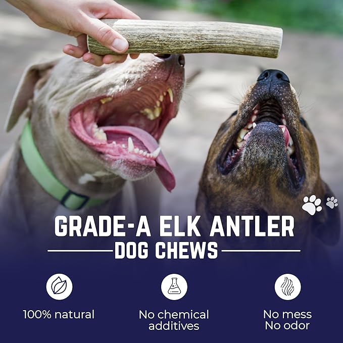 Devil Dog Pet Co - Elk Antler for Dogs Petite 6 Pack - Long Lasting Natural Dog Chew for Toy & Extra Small Breeds - Naturally Shed Grade A Rocky Mountain Elk, Anxiety & Boredom Relief