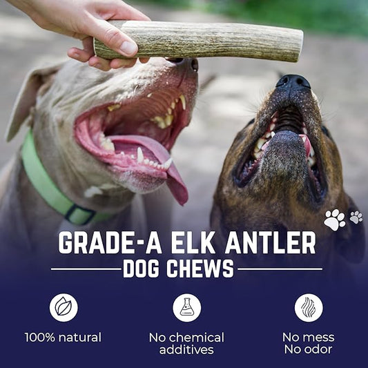 Devil Dog Pet Co - Elk Antler for Dogs Petite 6 Pack - Long Lasting Natural Dog Chew for Toy & Extra Small Breeds - Naturally Shed Grade A Rocky Mountain Elk, Anxiety & Boredom Relief