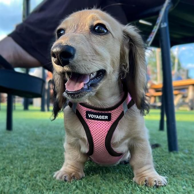 Best Pet Supplies - All Weather Mesh/Plush, Reflective, No Pull Harness for Small, Medium Dogs, Cats - Secure with Hook & Loop Fastener, Buckle, Double D-Rings - Pink/Black Trim, M