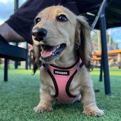 Best Pet Supplies - All Weather Mesh/Plush, Reflective, No Pull Harness for Small, Medium Dogs, Cats - Secure with Hook & Loop Fastener, Buckle, Double D-Rings - Pink/Black Trim, M