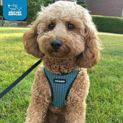 Best Pet Supplies Voyager Step-in Air Harness - All Weather Mesh, Reflective, No Pull Harness for Dogs, Cats - Secure with Hook & Loop Fastener, Buckle, Double D-Rings - Turqupise 2-Tone, S