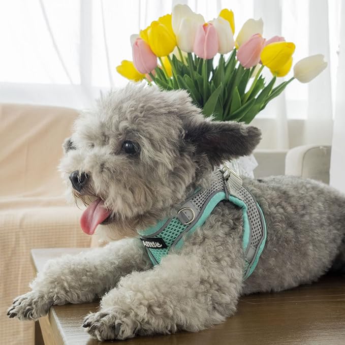 AIITLE Small Harness for Puppy with A Leash - Dog Vest Harness with Super Breathable Mesh, Reflective No-Pull Pet Harness for Outdoor Walking, Running for Small Dogs, Cats Turquoise XXS
