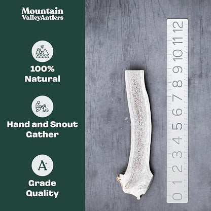 Mountain Valley Elk Antlers for Dogs - 100% Natural & Organic Chew for Aggressive Chewers, No Odor, No Mess, Long Lasting - Wild-Foraged Naturally Shed Antlers in USA - Grade A, Split Jumbo (1 Pack)