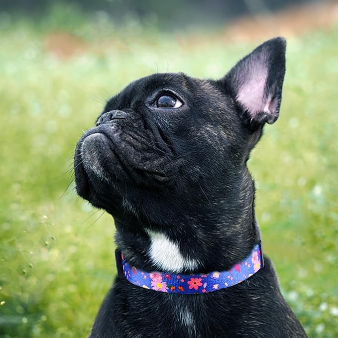 QQPETS Adjustable Soft Dog Collar: Print Flower Pink Multicolor Cute Patterns for XS Small Medium Large Pet Girl Boy Puppy Walking Running Training (S, Cornflower Blue)