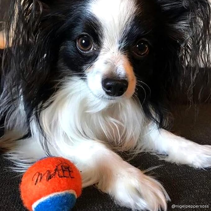 Midlee Squeaky Mini Tennis Ball for Dogs 1.5"- Pack of 12 (Orange/Blue)