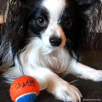 Midlee Squeaky Mini Tennis Ball for Dogs 1.5"- Pack of 12 (Orange/Blue)