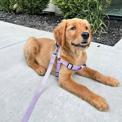 Blueberry Pet Essentials Lavender Dog Leash for Large - 4' * 1" Dogs | Heavy Duty Nylon Lead | Lightweight Puppy & Cat Leash for Walking & Training