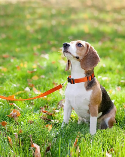 FunTags 6FT Reflective Dog Leash with Soft Padded Handle for Training,Walking Lead for Large & Medium Dog,1 Inch Wide,Orange