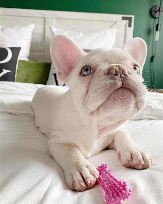Nylabone Textured Teething Bone Puppy Chew Toy, Soothing Puppy Teething Bone, Enrichment Toy for Puppies, Pink, Chicken Flavor, X-Small Dogs - Up to 15 Ibs, 1 Count