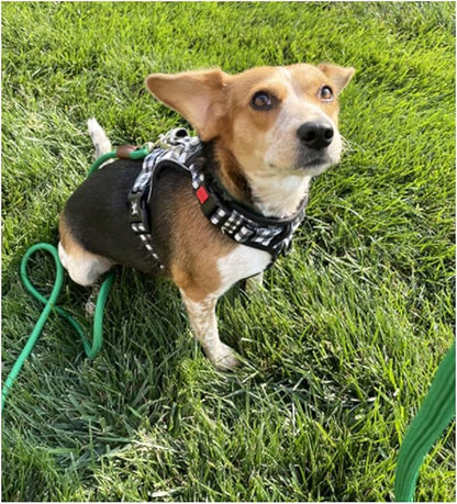 Small Dog Leash, 1/4" by 6/8/10 FT Lightweight Strong Nylon Rope Leash, Bright Classic Lead for Small Pets/Puppy (8ft, Dark Green)
