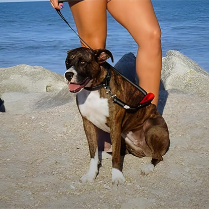 Black Rhino 6 ft Long Heavy Duty Dog Leash with Traffic Handle for Medium and Large Dogs - with Padded Neoprene Dual Handles, Bag and Clip - Reflective, Durable, and Weather Resistant - Red