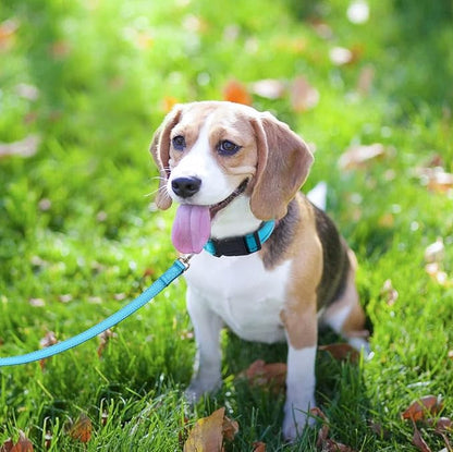 FunTags 6FT Reflective Dog Leash with Soft Padded Handle for Training,Walking Lead for Large & Medium Dog,1 Inch Wide,SkyBlue