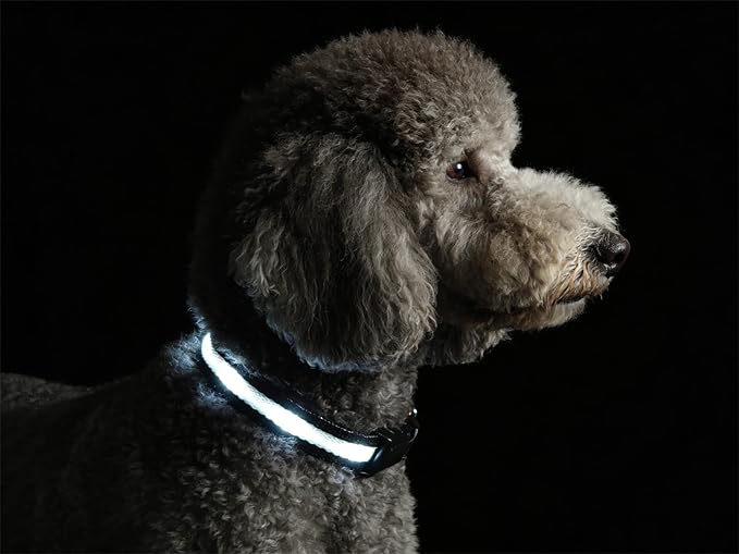 Super Bright LED Dog Collar - Fully Waterproof & Adjustable Glow Collar - USB-C Rechargeable for Night Walking, Safety - Flashing Lighted Collar for Dogs(White,S)