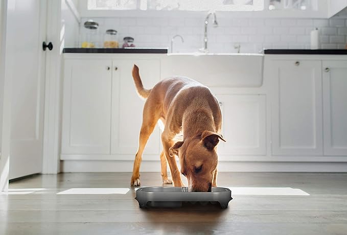 Neater Pet Brands Neater Slow Feeder Dog Bowls, Slows Down Fast Eating to Prevent Vomiting, Overeating, & Bloat, Dog Slow Feeder Bowl with Wide, Non-Slip Base, Holds 2.5 Cups Food and 8.5 Cups Water